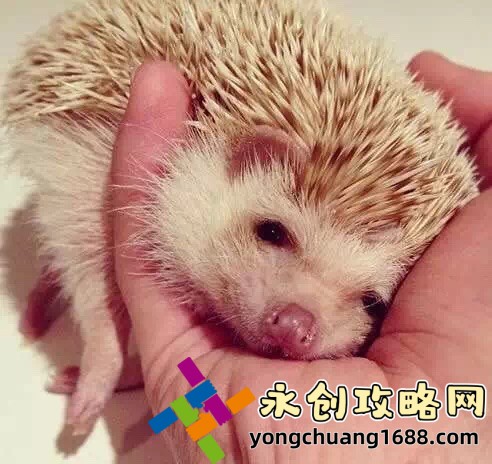 推特中文版：你真的了解它的全部功能嗎？揭秘隱藏的實(shí)用技巧！